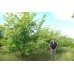 карагач крупнолистный ильм купить саженцы в алматы дерево в казахстане питомник растений rostok